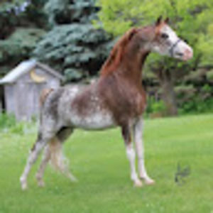 Meet your Posher, Lewella